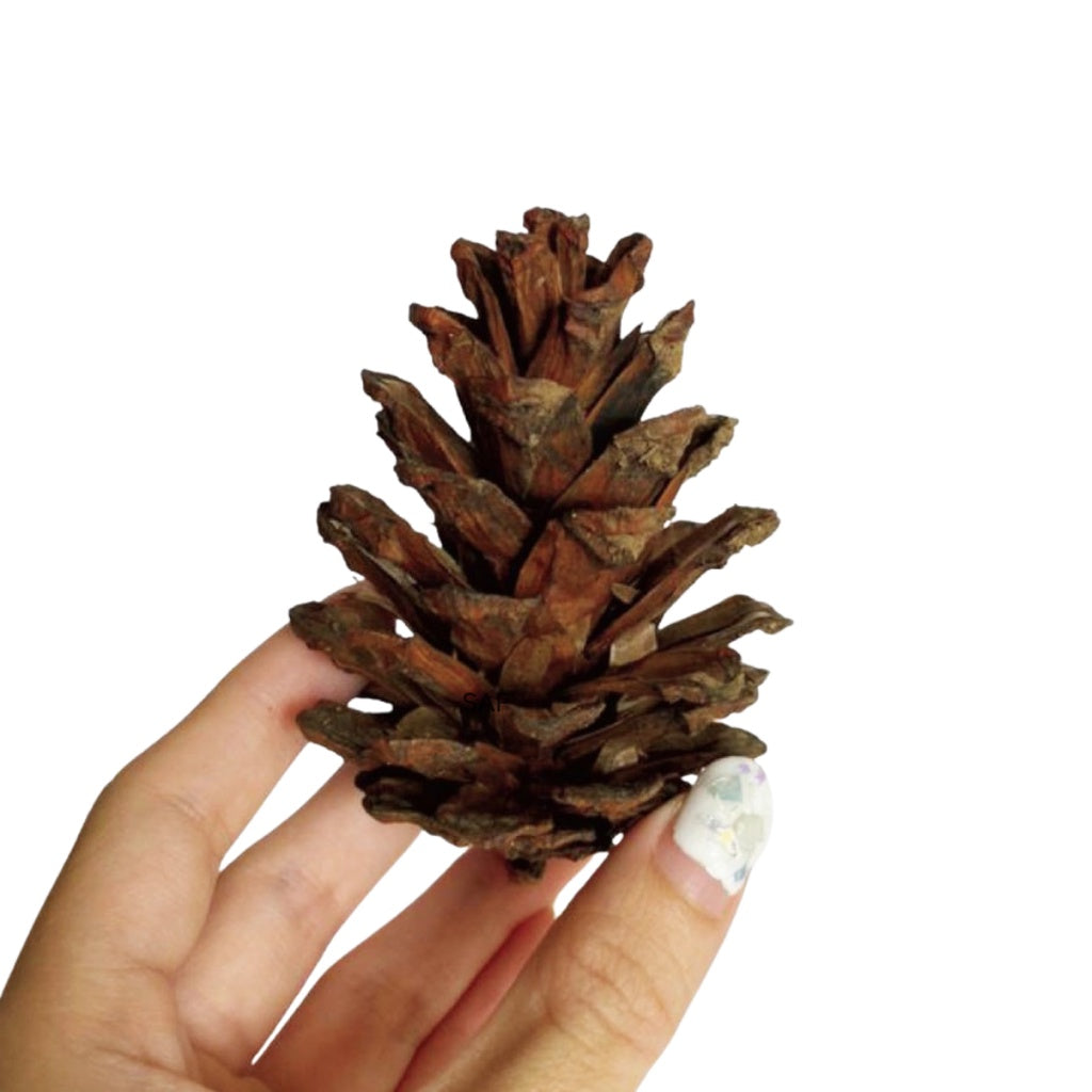 IMPODIO Bunga Pinus Kering / Crafts / Terrarium Artificial untuk props foto