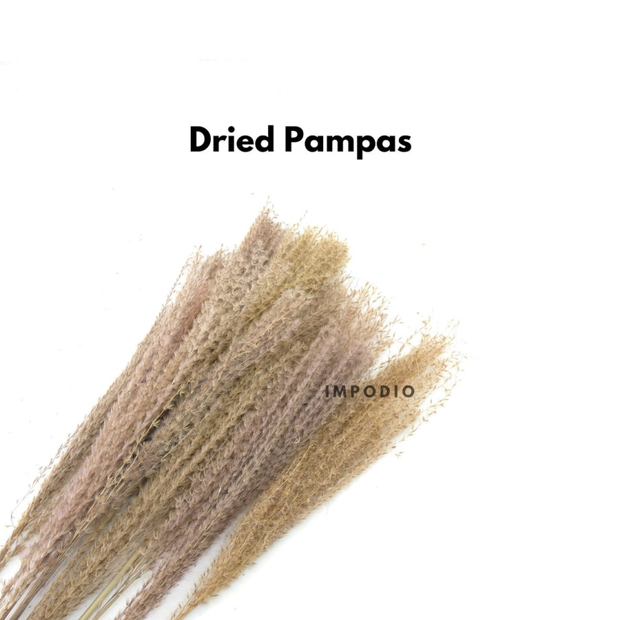 IMPODIO Dried Pampas – bunga kering – foto produk konten