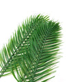 IMPODIO Palm Branch Leaf – properti foto produk konten - close up