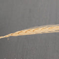 IMPODIO Gandum kering props fotografi Dried Wheat - satuan - close up