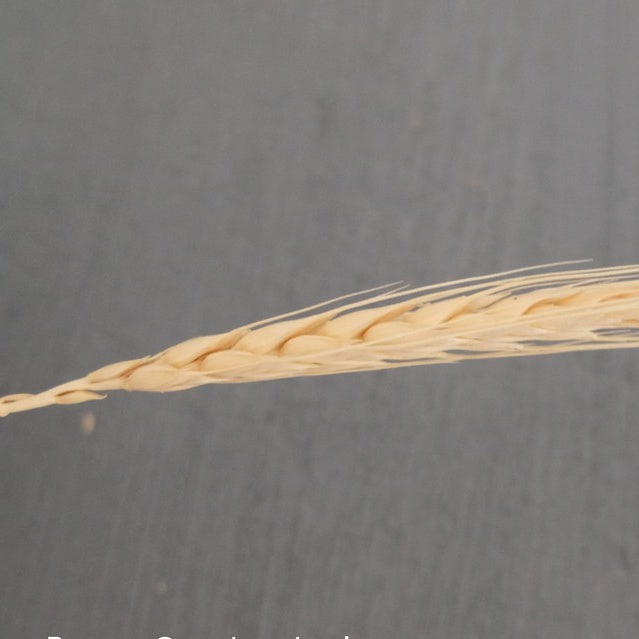 IMPODIO Gandum kering props fotografi Dried Wheat - satuan
