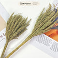 IMPODIO Bunga Kering Jawan Dried Flower - Properti Foto Estetik untuk Konten Rustic Natural Dekorasi Rumah Kafe