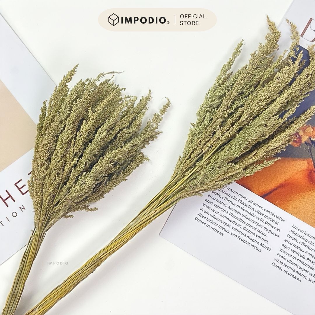 IMPODIO Bunga Kering Jawan Dried Flower - Properti Foto Estetik untuk Konten Rustic Natural Dekorasi Rumah Kafe