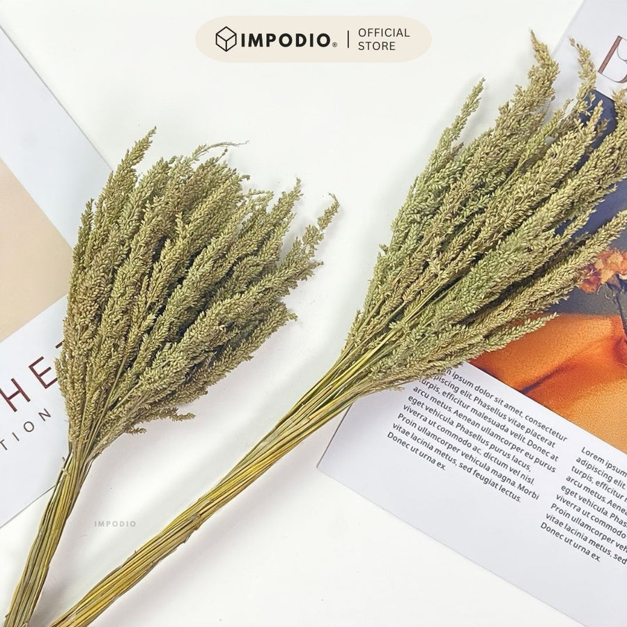 IMPODIO Bunga Kering Jawan Dried Flower - Properti Foto Estetik untuk Konten Rustic Natural Dekorasi Rumah Kafe