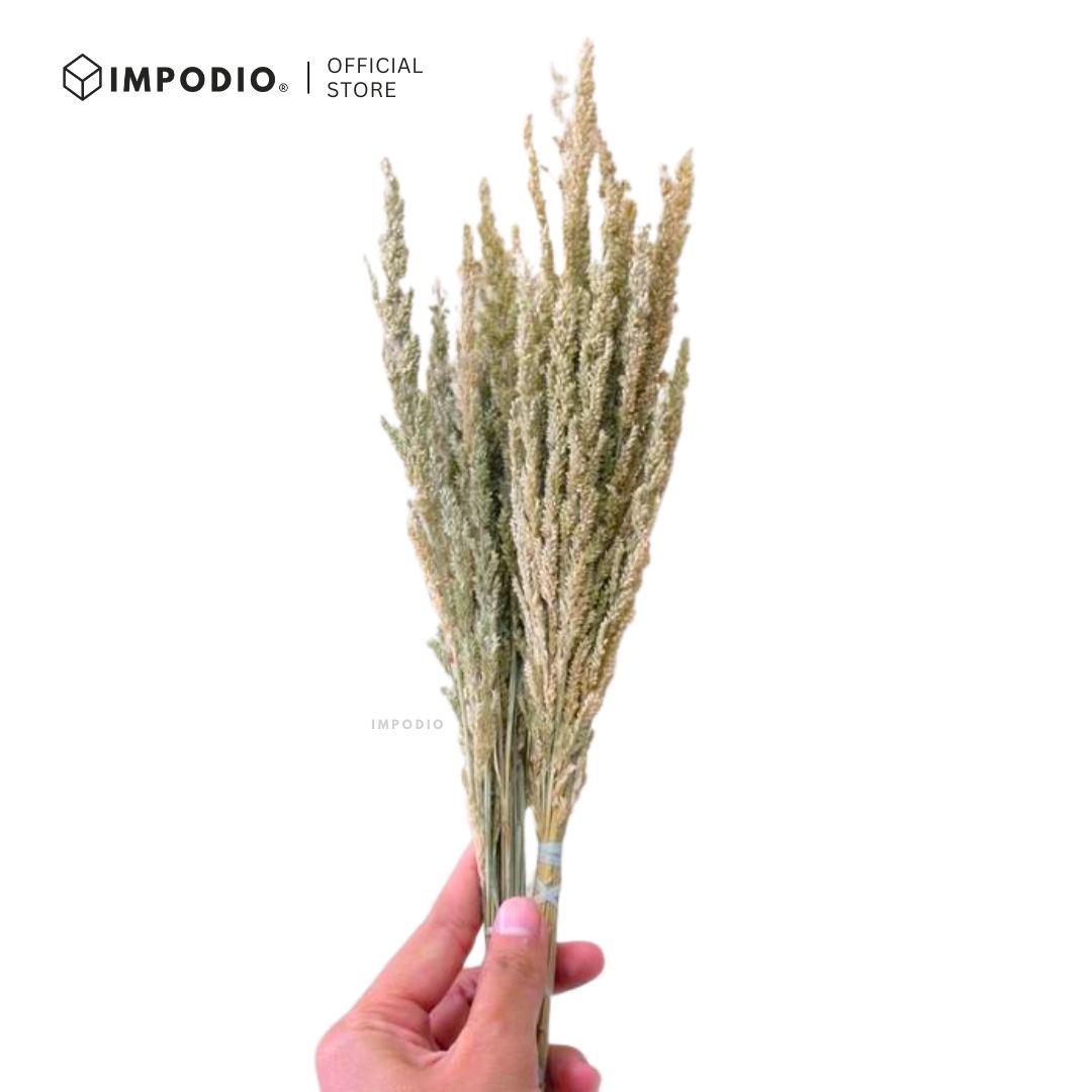 IMPODIO Bunga Kering Jawan Dried Flower - Properti Foto Estetik untuk Konten Rustic Natural Dekorasi Rumah Kafe
