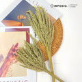 IMPODIO Bunga Kering Jawan Dried Flower - Properti Foto Estetik untuk Konten Rustic Natural Dekorasi Rumah Kafe
