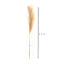 IMPODIO Dried Pampas – bunga pampas kering – aksesoris pelengkap photo