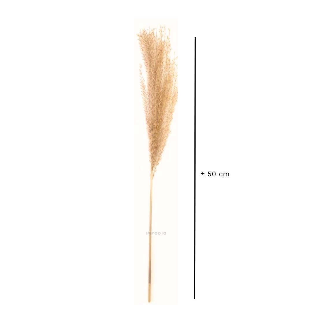 IMPODIO Dried Pampas – bunga pampas kering – aksesoris pelengkap photo