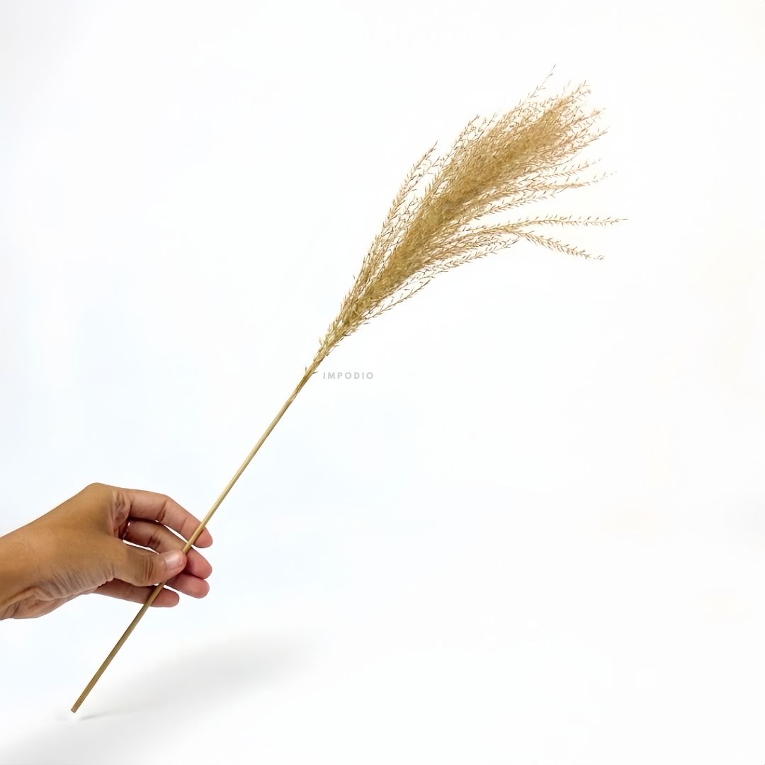IMPODIO Dried Pampas – bunga pampas kering – aksesoris pelengkap photo