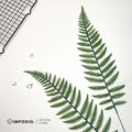 IMPODIO Daun Pakis Artificial - Properti Foto Produk Estetik - Dekorasi  Tanaman Hias Plastik