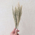 IMPODIO Bunga Kering Jawan Dried Flower - Properti Foto Estetik untuk Konten Rustic Natural Dekorasi Rumah Kafe