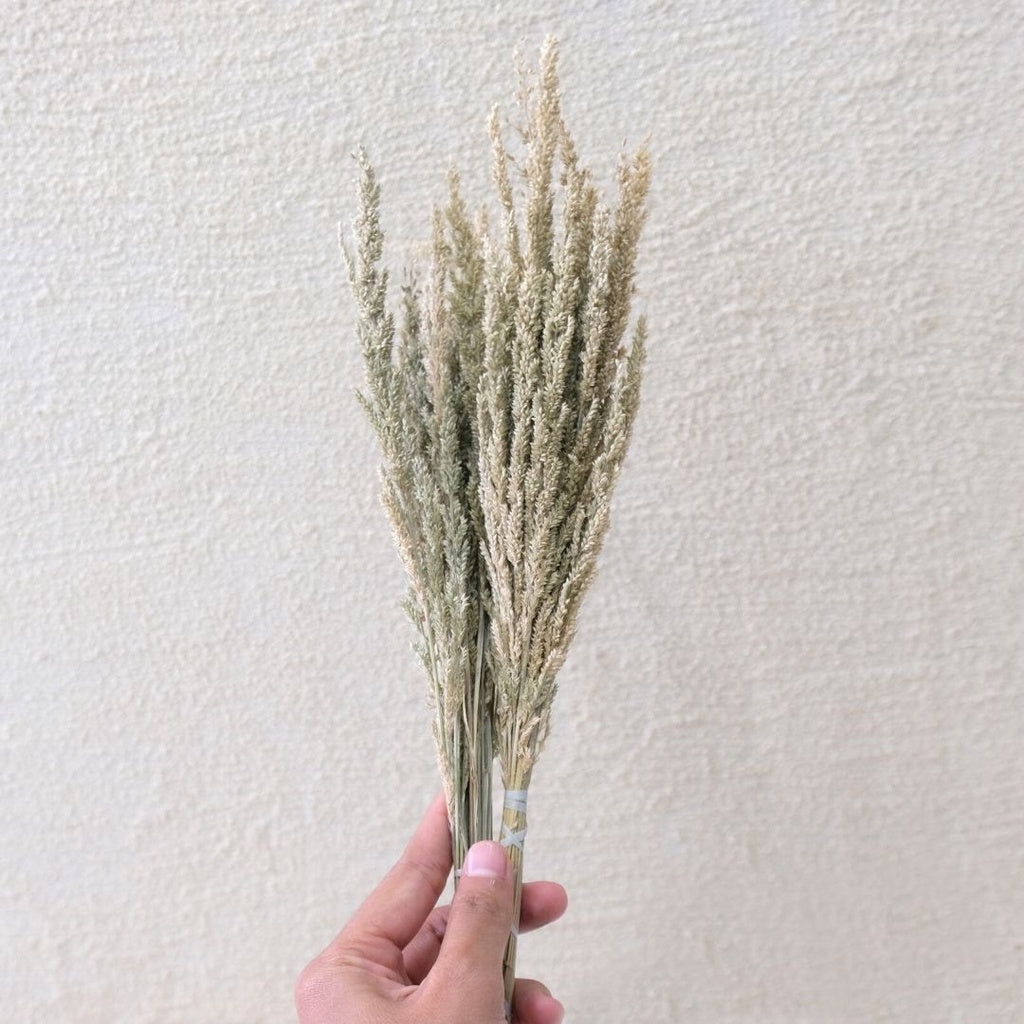 IMPODIO Dried flower jawan kering / dekorasi rustic properti foto