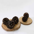 IMPODIO Bunga Pinus kering ukuran JUMBO - dekorasi rustic photograpy - detail produk