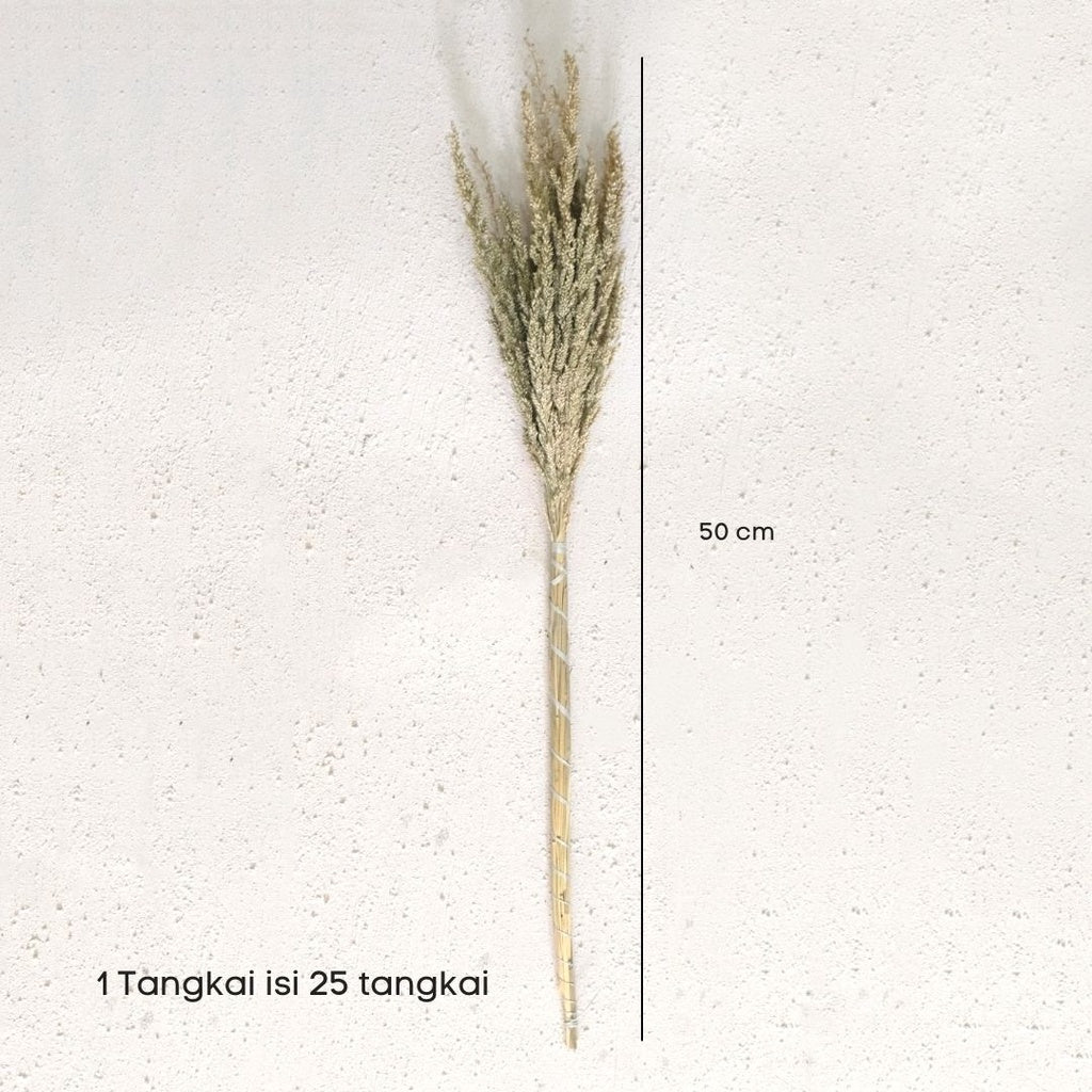 IMPODIO Dried flower jawan kering / dekorasi rustic properti foto