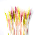 IMPODIO Gandum kering warna props fotografi Dried Wheat - props photo