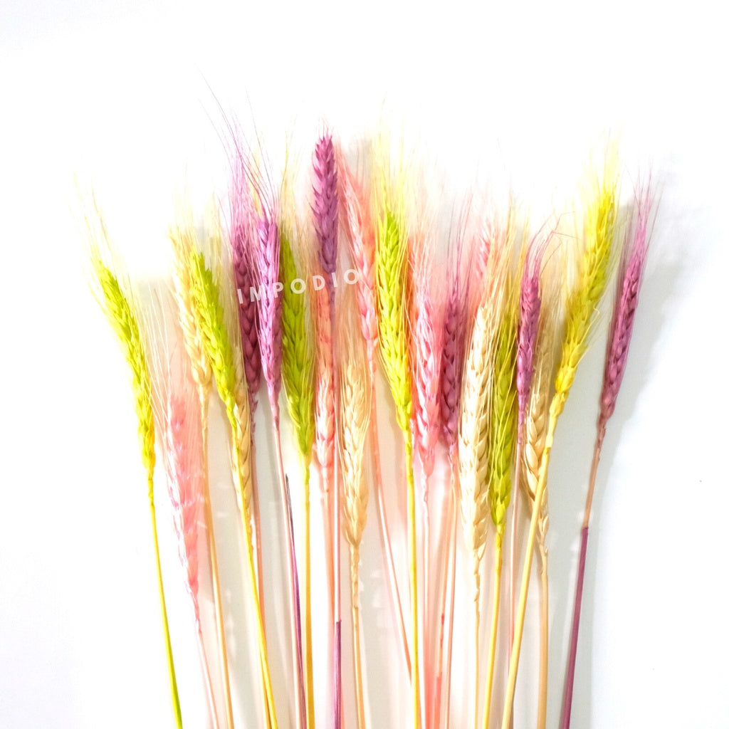 IMPODIO Gandum kering warna props fotografi Dried Wheat - props photo