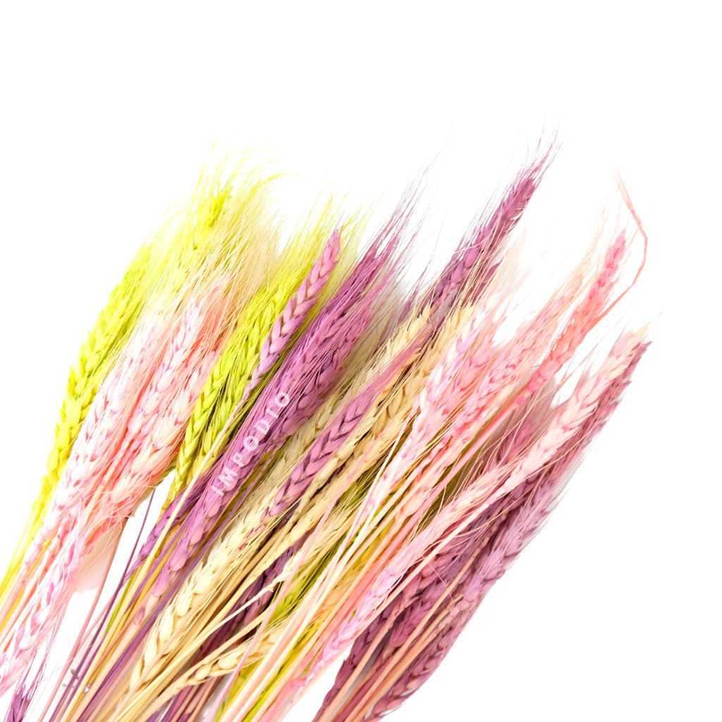 IMPODIO Gandum kering warna props fotografi Dried Wheat - props photo