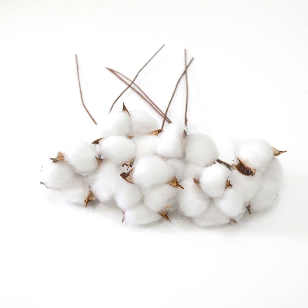 IMPODIO Cotton flower / bunga kapas props foto dekoratif bunga kering