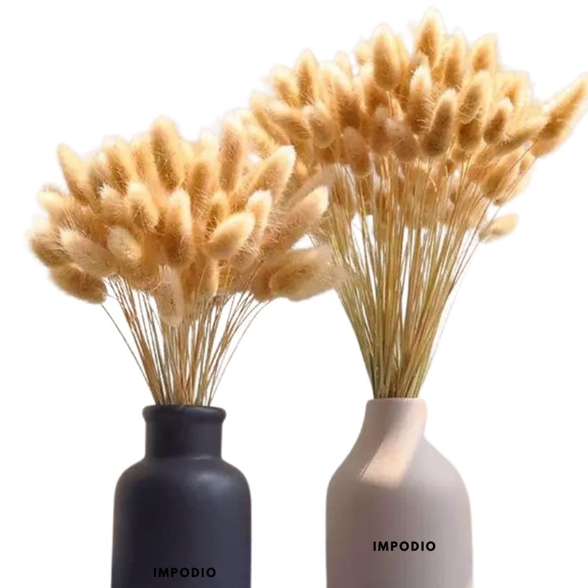 IMPODIO bunny tail putih IMPORT quality – bunga kering lagurus props