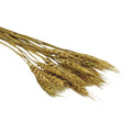 IMPODIO Gandum kering props fotografi Dried Wheat - satuan - dalam penggunaan