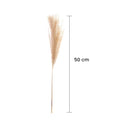 IMPODIO Dried Pampas – bunga pampas kering – aksesoris pelengkap photo - tampak samping