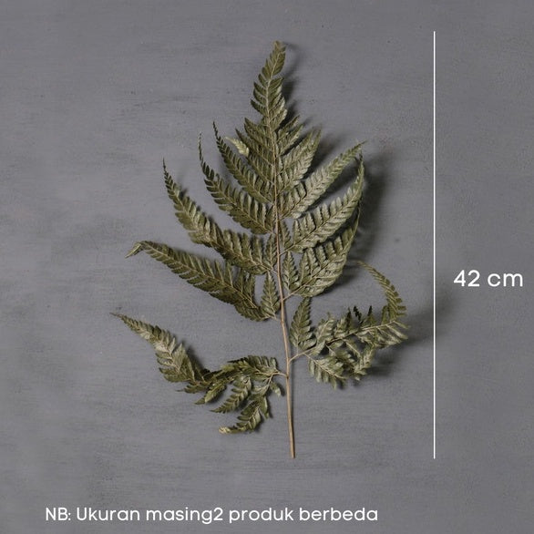 IMPODIO Daun Pakis Kering – dried leaf flower props Properti foto