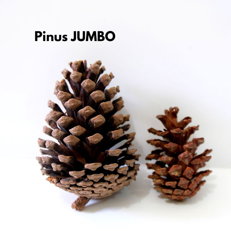 IMPODIO Bunga Pinus kering ukuran JUMBO - dekorasi rustic photograpy