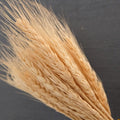 IMPODIO Gandum kering props fotografi Dried Wheat - satuan - detail produk