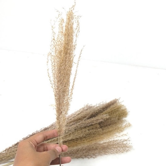 IMPODIO Dried Pampas / bunga pampas kering / aksesoris pelengkap photo