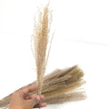 IMPODIO Dried Pampas – bunga pampas kering – aksesoris pelengkap photo - detail produk