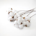 IMPODIO Cotton flower – bunga kapas props foto dekoratif bunga kering - tampak samping