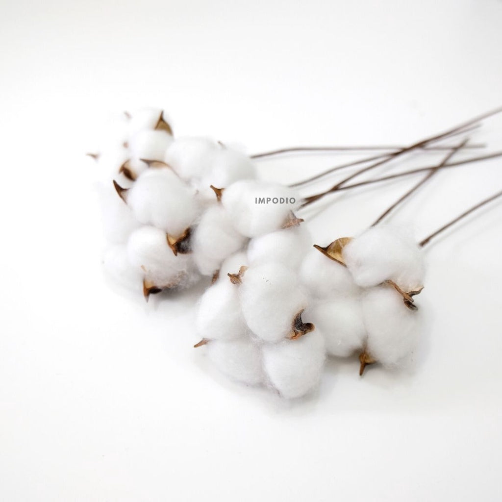 IMPODIO Cotton flower / bunga kapas props foto dekoratif bunga kering