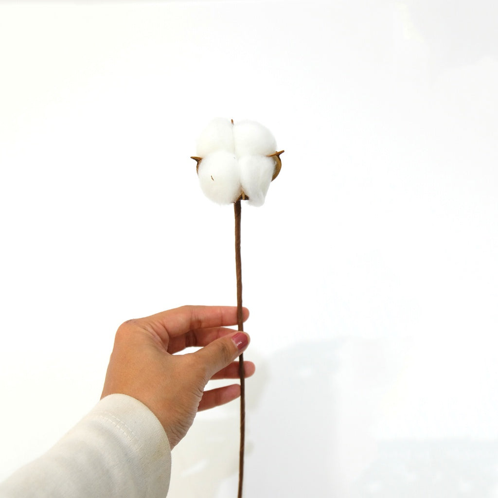 IMPODIO Cotton flower / bunga kapas props foto dekoratif bunga kering