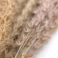IMPODIO Dried Pampas – bunga pampas kering – aksesoris pelengkap photo - close up