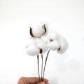 IMPODIO Cotton flower – bunga kapas props foto dekoratif bunga kering