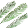 IMPODIO Daun Palem Palsu photo props – artficial palm leaf - background putih