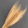 IMPODIO Gandum kering props fotografi Dried Wheat - satuan - tampak samping