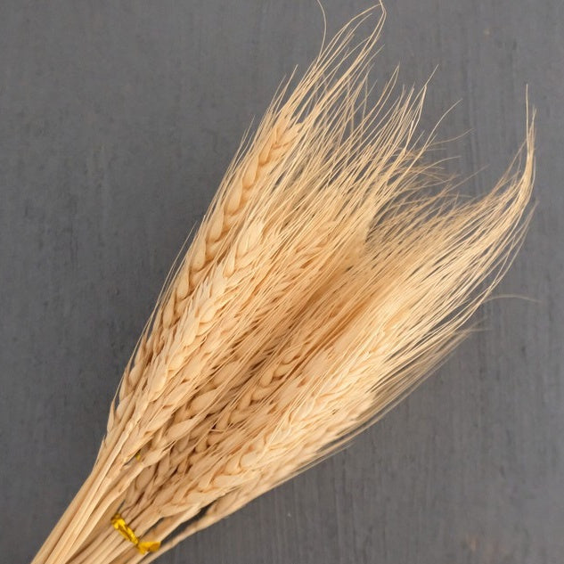 IMPODIO Gandum kering props fotografi Dried Wheat - satuan