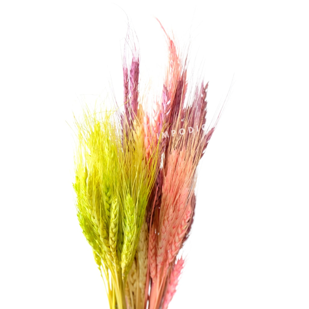 IMPODIO Gandum kering warna props fotografi Dried Wheat - props photo