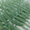 IMPODIO Green loose tail leaf tropical plam – Properti foto produk - close up