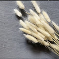 IMPODIO bunny tail putih IMPORT quality – bunga kering lagurus props - tampak samping