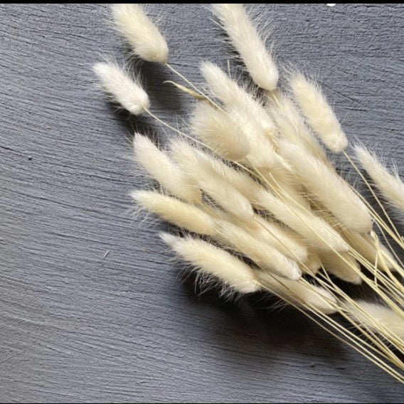 IMPODIO bunny tail putih IMPORT quality / bunga kering lagurus props foto