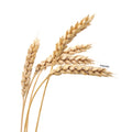 IMPODIO Gandum kering props fotografi Dried Wheat - satuan
