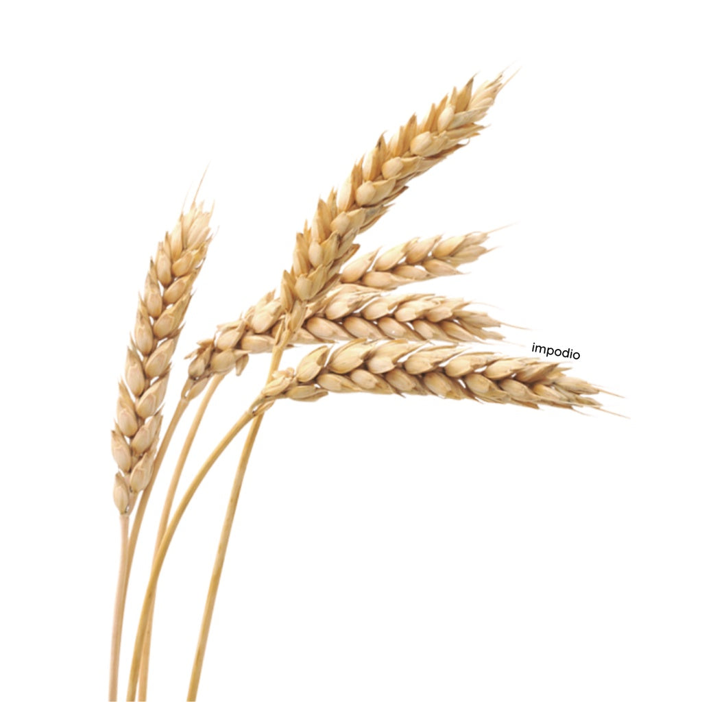 IMPODIO Gandum kering props fotografi Dried Wheat - satuan