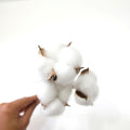 IMPODIO Cotton flower – bunga kapas props foto dekoratif bunga kering - detail produk