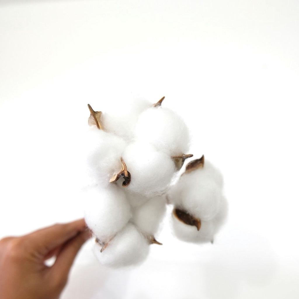 IMPODIO Cotton flower / bunga kapas props foto dekoratif bunga kering
