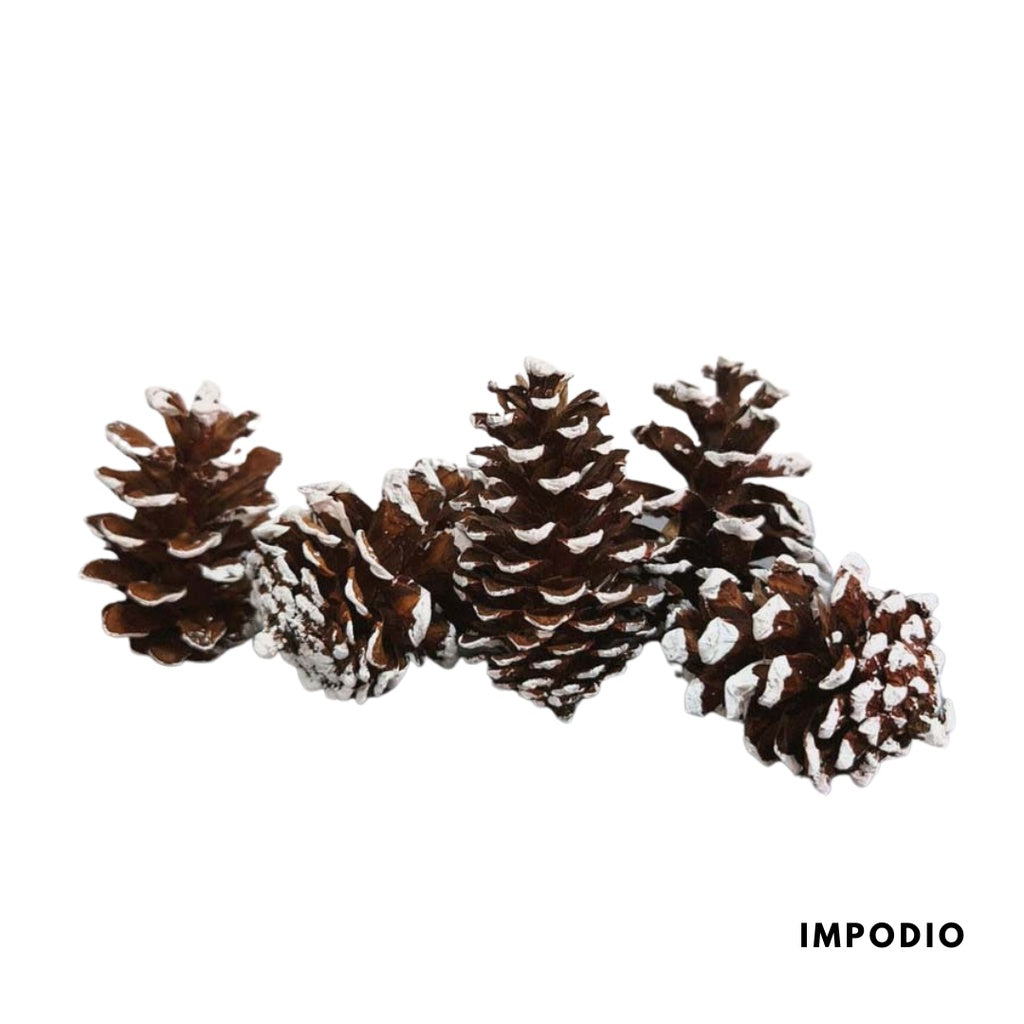 IMPODIO Bunga Pinus Christmas Edition / PInus putih / Pinus kering putih Props