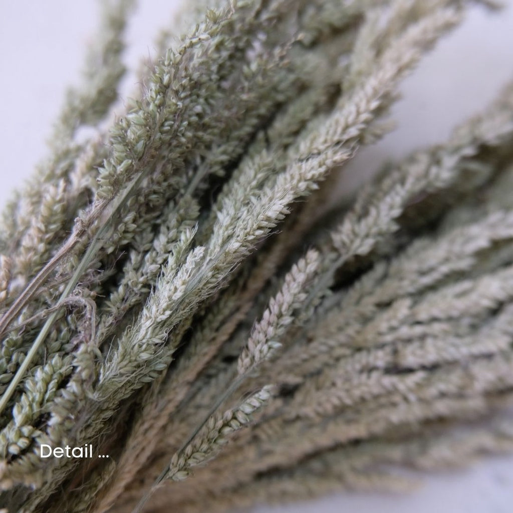 IMPODIO Dried flower jawan kering / dekorasi rustic properti foto