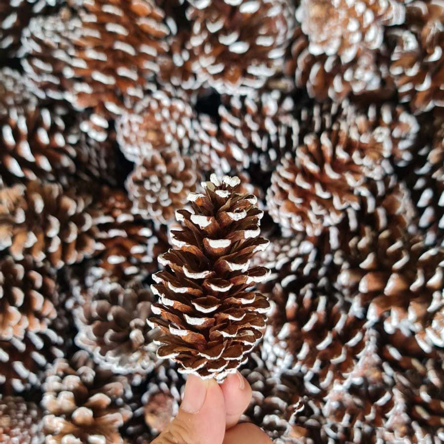 IMPODIO Bunga Pinus Christmas Edition / PInus putih / Pinus kering putih Props