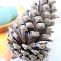IMPODIO Bunga Pinus kering ukuran JUMBO - dekorasi rustic photograpy - background putih